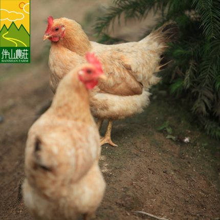 2只母鸡 中医农业养殖标准