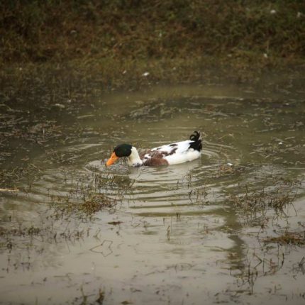 土鸭 净重1斤6两 净膛