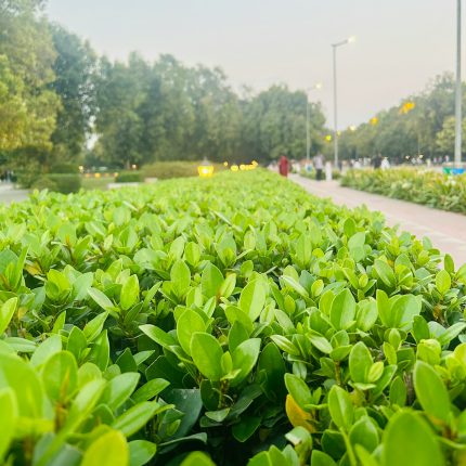 鸡毛菜 净重1斤