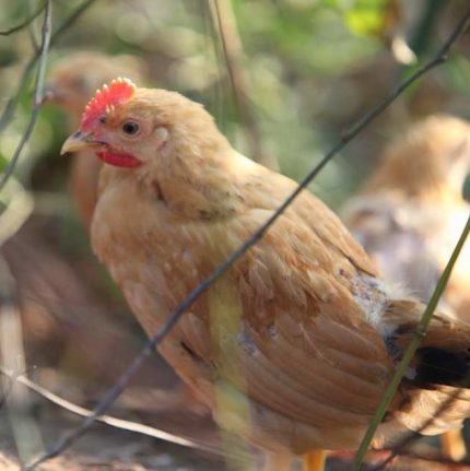 童子鸡 中医农业养殖标准