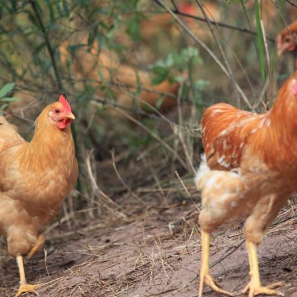 3只童子鸡 中医农业养殖标准